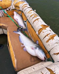 Deep under, something tugs back hard
