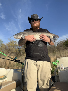 Impressive catch of a large blue catfish in Norman