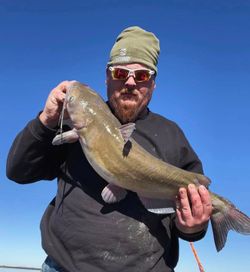 Blue catfish caught while fishing in Norman