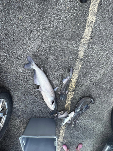 Blue catfish caught while fishing in Norman