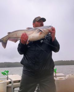 Blue Catfish caught fishing in Norman