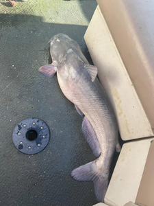 Channel catfish caught while fishing in Norman