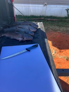 Catfish don’t rush, neither do we