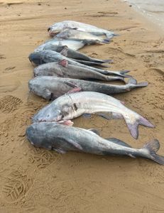 Fish-Species