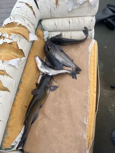 Four blue catfish caught while fishing in OK