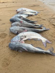 4 blue catfish and channel catfish caught in OK