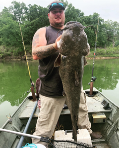 A wels catfish, a large freshwater fish, caught while fishing in OK.