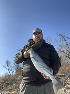 Striped bass caught by angler in Norman