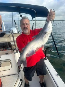 Blue catfish caught while fishing in Elmendorf TX on boat