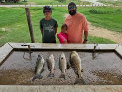 Four redfish displayed on cleaning station after successful fishing trip in Elmendorf TX