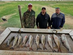 Fresh caught redfish displayed on cleaning table after successful fishing trip in Elmendorf TX