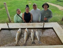 Four redfish displayed on cleaning station after successful fishing trip in Elmendorf TX