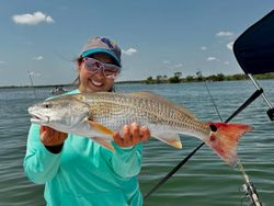 Photograph of a Redfish, measuring 26 inches, caught while fishing in TX