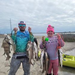 4 black drum fish caught in Rockport