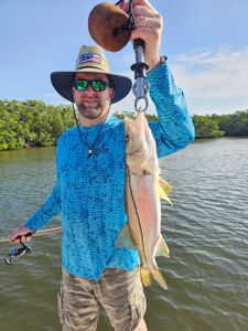 Snook fish caught during cruises and fishing in Tampa