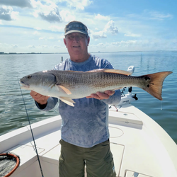 A lone redfish caught in Tampa, Florida