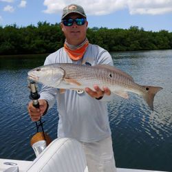Redfish caught in Tampa, Florida