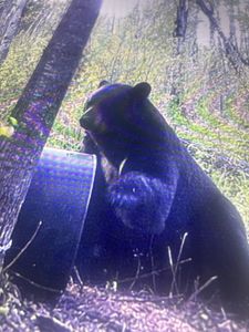 Massive black bear, barrel-fed.