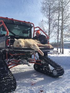 Massive white wolf, winter harvest.