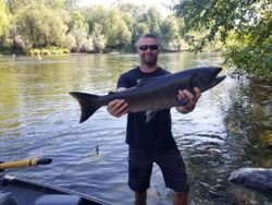 Native Chinook Salmon from Gold Beach, OR