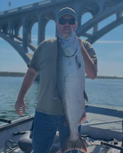 Chinook Salmon caught in OR fishing