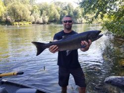 Chinook Salmon caught by angler in Grants Pass