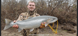 A Coho Salmon, a 36-inch fish, caught in Grants Pass