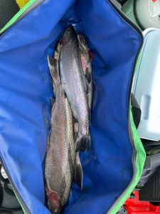 Rainbow trout fishing in OR