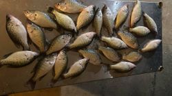 Crappie magnet in Kentucky lake