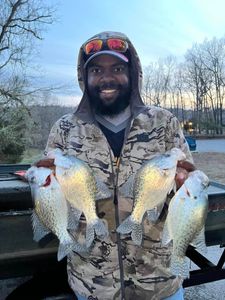 KY lake crappie report