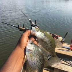 Angler catching crappie fish in KY