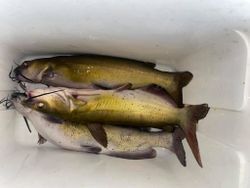 Two Channel Catfish caught in Hopkinsville