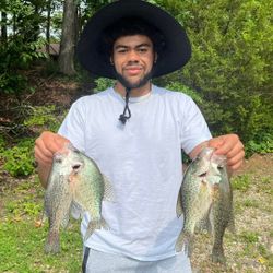 Three crappie fish caught in Hopkinsville