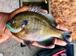 Hopkinsville fishing adventure