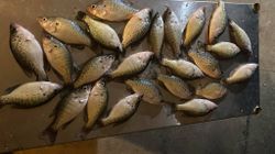 12 fishing catches in Hopkinsville