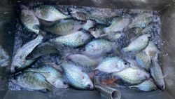 4 fish caught in Hopkinsville during a fishing trip