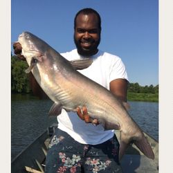 Hardhead Sea Catfish caught while fishing in Hopkinsville