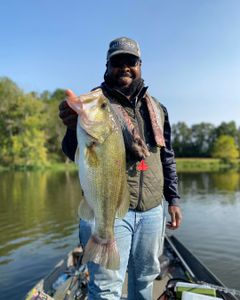 Largemouth Bass caught in KY