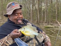 Redear Sunfish caught while fishing in Kentucky