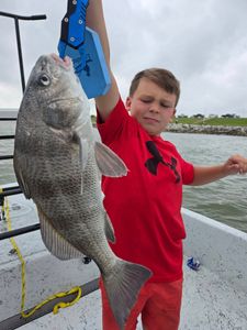 Impressive catch of a Black Drum fish in TX