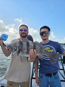 Black Drum fish caught in TX