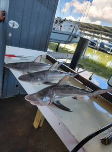 Two blacktip sharks caught while fishing in Texas City