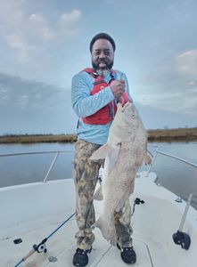 A fisherman holding a large black drum fish in TX.