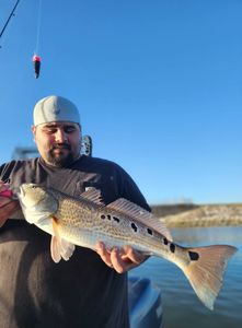 A single redfish caught in TX