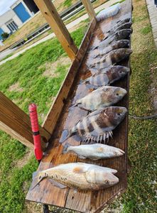 4 sheepshead fish caught in TX