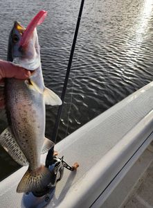 Spotted Weakfish caught in Texas City