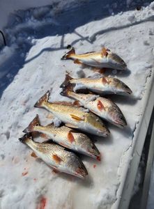 4 fishing rods and reels with 4 fish caught in TX