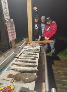 Four Summer Flounder, 36 inches each, caught while fishing in Texas City