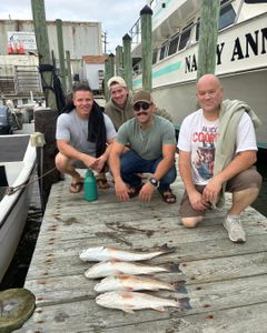 3 Hardhead Sea Catfish caught while fishing in Norfolk