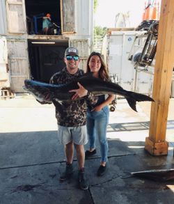 Successful cobia fishing catch displayed at Norfolk VA marina dock